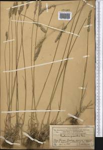 Koeleria pyramidata (Lam.) P.Beauv., Middle Asia, Western Tian Shan & Karatau (M3) (Kazakhstan)