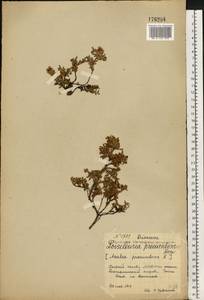 Kalmia procumbens (L.) Gift, Kron & P. F. Stevens, Eastern Europe, Northern region (E1) (Russia)