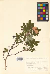 Rosa acicularis Lindl., Siberia, Chukotka & Kamchatka (S7) (Russia)