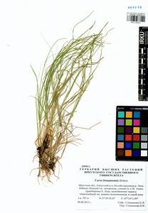 Carex bonanzensis Britton, Siberia, Baikal & Transbaikal region (S4) (Russia)