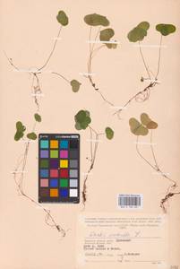 Oxalis acetosella L., Eastern Europe, Western region (E3) (Russia)