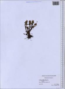 Pedicularis hirsuta L., Western Europe (EUR) (Svalbard and Jan Mayen)
