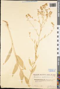 Lepidium latifolium L., Eastern Europe, North Ukrainian region (E11) (Ukraine)