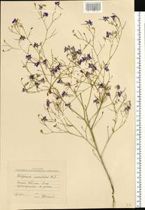 Delphinium consolida subsp. paniculatum (Host) N. Busch, Eastern Europe, Lower Volga region (E9) (Russia)
