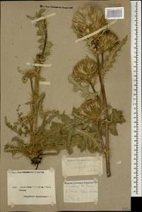 Cirsium rhizocephalum C. A. Mey., Caucasus, Armenia (K5) (Armenia)