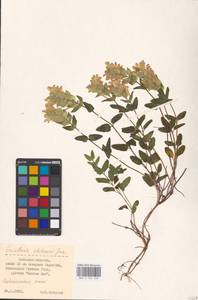 MHA 0 155 332, Scutellaria supina L., Eastern Europe, Central forest-and-steppe region (E6) (Russia)