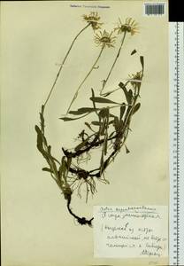 Aster alpinus var. serpentimontanus (Tamamsch.) Y. Ling, Siberia, Altai & Sayany Mountains (S2) (Russia)