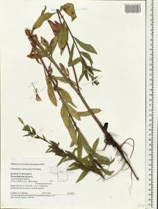 Oenothera ×rubricaulis Kleb., Eastern Europe, Central region (E4) (Russia)