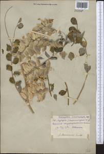 Astragalus sphaerophysa Kar. & Kir., Middle Asia, Syr-Darian deserts & Kyzylkum (M7) (Uzbekistan)