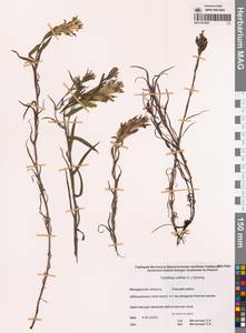 Castilleja pallida (L.) Kunth, Siberia, Chukotka & Kamchatka (S7) (Russia)