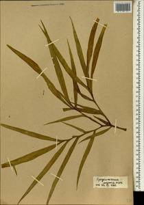Amorphophallus aphyllus (Hook.) Hutch., Africa (AFR) (Mali)