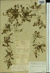 Lythrum portula (L.) D. A. Webb, Eastern Europe, Central forest-and-steppe region (E6) (Russia)