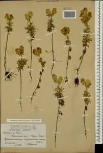 Aconitum confertiflorum (DC.) Gáyer, Caucasus, Armenia (K5) (Armenia)