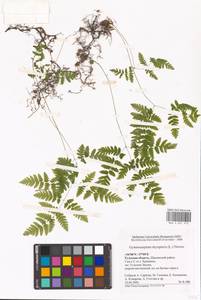 Gymnocarpium dryopteris (L.) Newman, Eastern Europe, Central region (E4) (Russia)