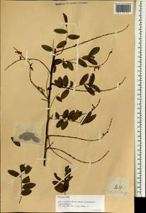 Derris scandens (Roxb.)Benth., South Asia, South Asia (Asia outside ex-Soviet states and Mongolia) (ASIA) (Philippines)