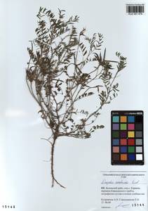 KUZ 001 479, Astragalus ceratoides M. Bieb., Siberia, Altai & Sayany Mountains (S2) (Russia)
