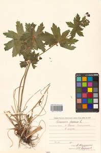 Geranium phaeum L., Siberia, Russian Far East (S6) (Russia)