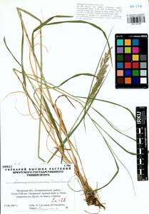 Calamagrostis purpurea (Trin.) Trin., Siberia, Baikal & Transbaikal region (S4) (Russia)