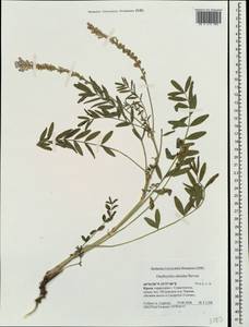 Onobrychis arenaria subsp. miniata (Steven)P.W.Ball, Crimea (KRYM) (Russia)