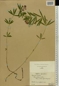Trifolium lupinaster L., Eastern Europe, Central region (E4) (Russia)