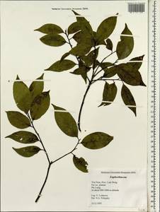 Euphorbiaceae, South Asia, South Asia (Asia outside ex-Soviet states and Mongolia) (ASIA) (Vietnam)