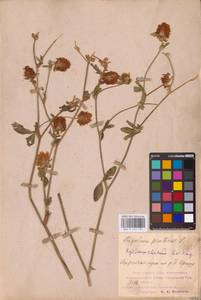 Trifolium pratense L., Eastern Europe, Middle Volga region (E8) (Russia)