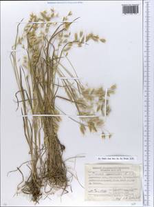 Bromus squarrosus L., Eastern Europe, South Ukrainian region (E12) (Ukraine)