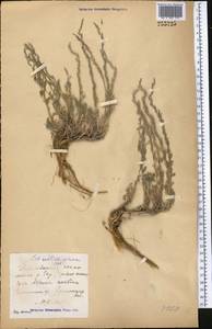 Artemisia sublessingiana (Keller) Krasch. ex Poljakov, Middle Asia, Muyunkumy, Balkhash & Betpak-Dala (M9) (Kazakhstan)