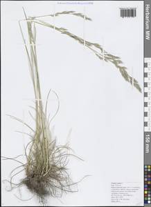 Festuca rubra L., Caucasus, Black Sea Shore (from Novorossiysk to Adler) (K3) (Russia)