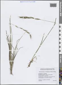 Helictochloa hookeri (Scribn.) Romero Zarco, Eastern Europe, Central region (E4) (Russia)