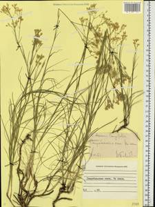 Eremogone longifolia (M. Bieb.) Fenzl, Eastern Europe, North Ukrainian region (E11) (Ukraine)