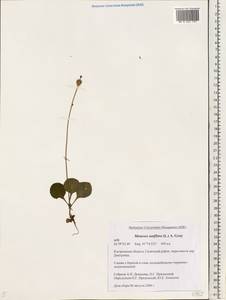 Moneses uniflora (L.) A. Gray, Eastern Europe, Central forest region (E5) (Russia)