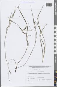 Sparganium hyperboreum Laest. ex Beurl., Siberia, Chukotka & Kamchatka (S7) (Russia)