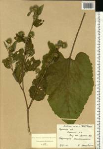 Arctium minus (Hill) Bernh., Eastern Europe, Central region (E4) (Russia)