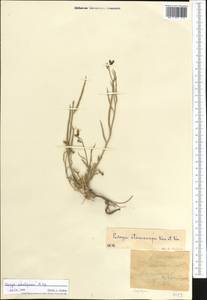 Parrya subsiliquosa Popov ex N. Busch, Middle Asia, Western Tian Shan & Karatau (M3) (Kazakhstan)