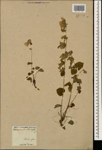 Campanula alliariifolia Willd., Caucasus, Armenia (K5) (Armenia)