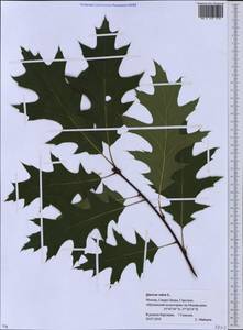 Quercus rubra L., Eastern Europe, Moscow region (E4a) (Russia)