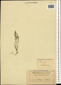 Eremopoa persica (Trin.) Roshev., Caucasus, Azerbaijan (K6) (Azerbaijan)