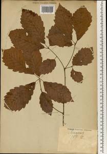 Quercus, South Asia, South Asia (Asia outside ex-Soviet states and Mongolia) (ASIA) (Japan)