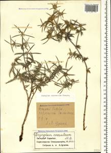 Eryngium caucasicum Trautv., Caucasus, Azerbaijan (K6) (Azerbaijan)