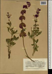 Salvia bucharica Popov, South Asia, South Asia (Asia outside ex-Soviet states and Mongolia) (ASIA) (Afghanistan)