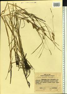 Carex vesicata Meinsh., Siberia, Chukotka & Kamchatka (S7) (Russia)