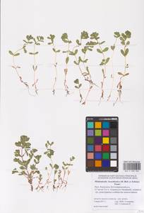 Lythrum borysthenicum (M. Bieb. ex Schrank) Litv., Eastern Europe, Lower Volga region (E9) (Russia)