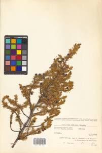 Juniperus communis var. saxatilis Pall., Siberia, Chukotka & Kamchatka (S7) (Russia)