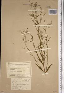 Epilobium palustre L., Siberia, Altai & Sayany Mountains (S2) (Russia)