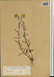 Helichrysum, South Asia, South Asia (Asia outside ex-Soviet states and Mongolia) (ASIA) (China)