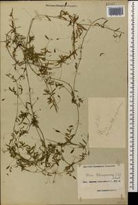 Vicia tetrasperma (L.)Schreb., Caucasus, Black Sea Shore (from Novorossiysk to Adler) (K3) (Russia)
