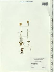 Parnassia palustris L., Siberia, Baikal & Transbaikal region (S4) (Russia)