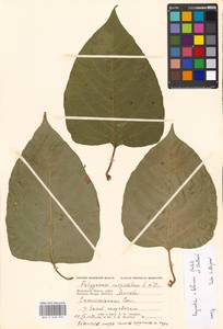 Reynoutria × bohemica Chrtek & Chrtková, Eastern Europe, Moscow region (E4a) (Russia)