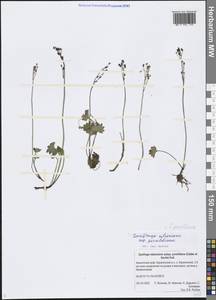 Micranthes nelsoniana var. porsildiana (Calder & Savile) Gornall & H. Ohba, Siberia, Chukotka & Kamchatka (S7) (Russia)